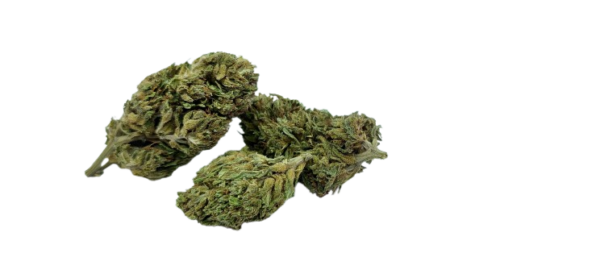Fleurs de Gorilla-K   BIO – Image 3